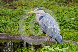 Grey heron