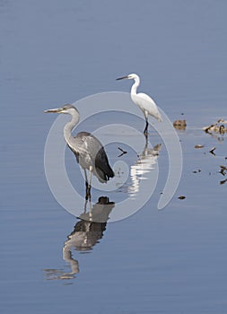 Grey Heron/Great Egret