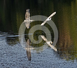 Grey heron and great egret in flight over river water