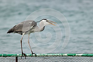 Grey Heron gulping fish