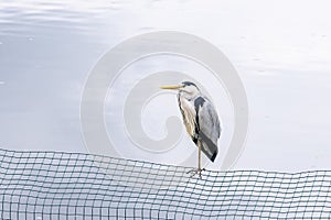 Grey Heron at Harewood House, an 18th Century Treasure House