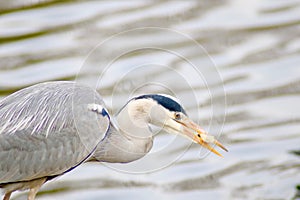 A  Grey Heron having lunch