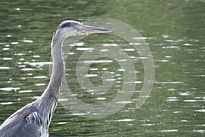 Grey heron head shot