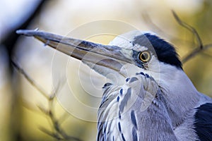 The grey heron headshot, bird beak