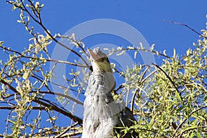 Grey heron high in tree