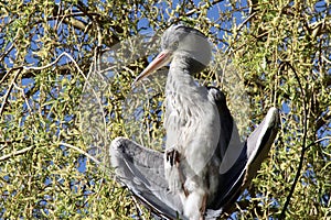 Grey heron in high tree