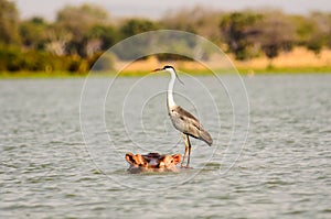 A Grey Heron hitching a ride