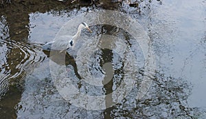 Grey Heron hunting