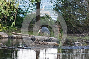 Grey heron hunting