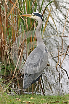 Grey heron hunting on edge of lake