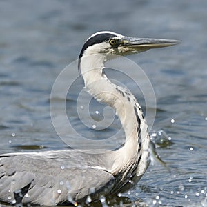 Grey heron and hunting fish