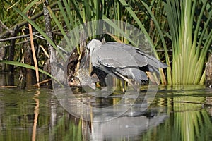 Grey heron hunting fish