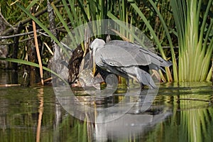Grey heron and hunting fish