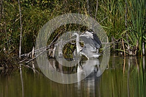 Grey heron and hunting fish