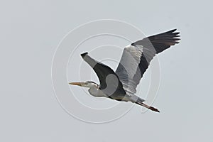 Grey heron and hunting fish