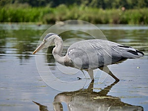 Grey heron hunting fish in the pond, Bushy park, London