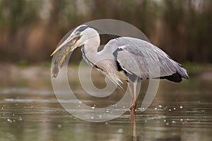 Grey heron hunting for a fish in river in springtime nature