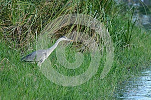 Grey heron hunting by a lake