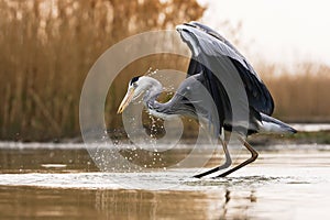 Grey heron hunting with long beak in waters of wetland