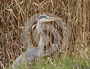 Grey heron hunting among reeds