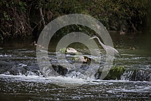 Grey Heron hunting in a river