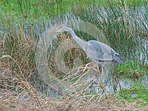 Grey heron hunting in a swamp - Ardea cinerea