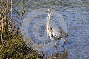 Grey heron hunting in the waters of the Camargue
