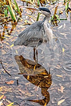 Grey heron and its shadow on water surface