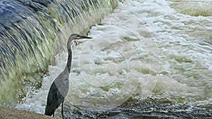Grey Heron James River Park
