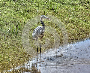 Grey Heron that just caught a fish on an Oklahoma pond