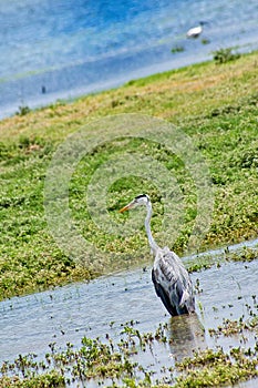 Grey Heron, Kaudulla National Park, Sri Lanka