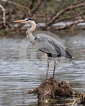 Grey Heron at Kerkini Lake photo