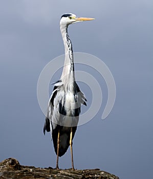 Grey heron, Lake Naivasha, Kenya