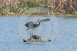 Grey Heron landing ardea herodias Grey Headed Heron