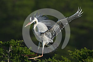 Grey Heron landing