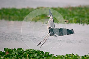 A grey heron landing on green grass