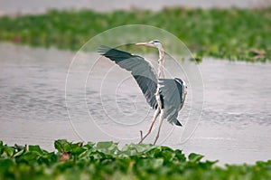 A grey heron landing on green grass