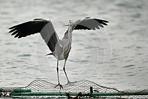 Grey Heron landing on a net