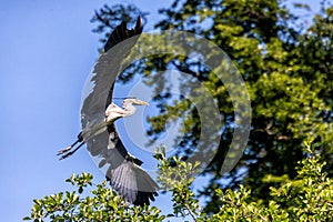 Grey heron landing on a tree