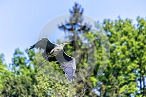 Grey heron landing on a tree