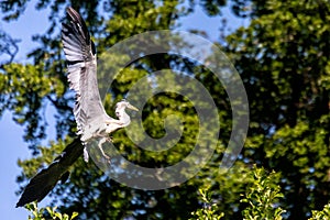 Grey heron landing on a tree