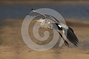 Grey Heron landing at Tubli bay