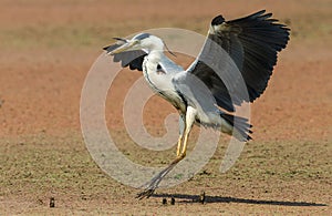 A grey heron landing in water