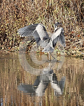 Grey heron landing in wetlands