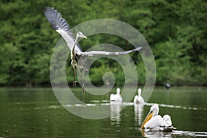 Grey heron lands in a lake
