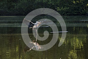 Grey heron lands in a lake
