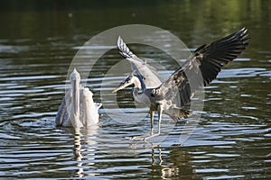 Grey heron lands in a lake