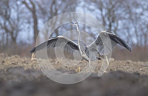 Grey heron lands