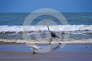 Grey heron and little egret. Angola.