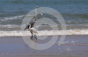 Grey heron and little egret. Angola.